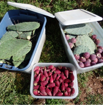 Preserving Prickly Pears