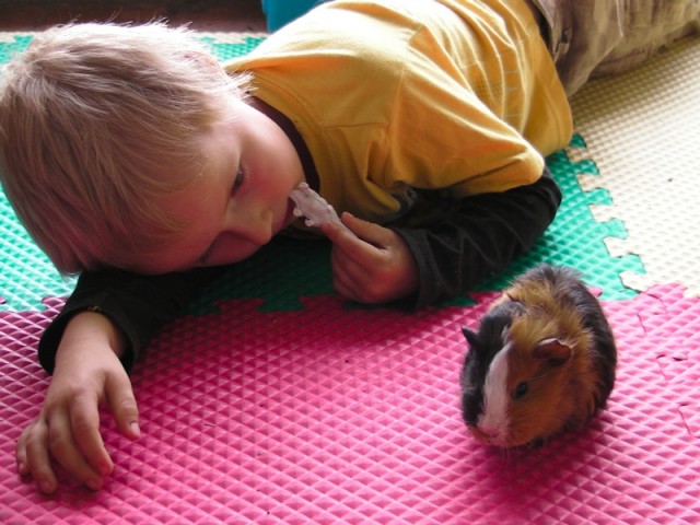 guineaPigs