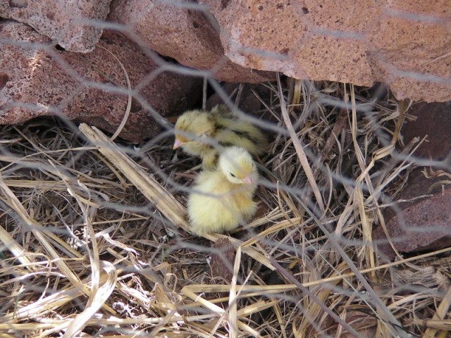 Baby Birds