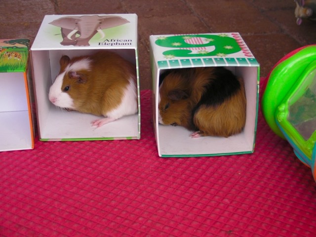 Guinea pig shop eating cardboard