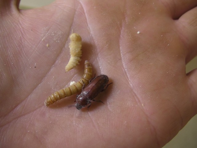 MealWorms