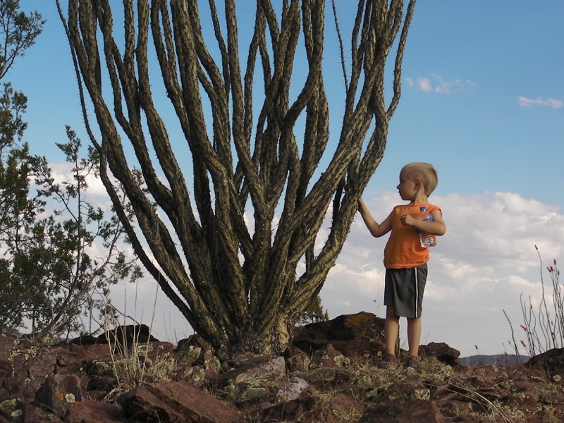 Ocotillo VelaCreations