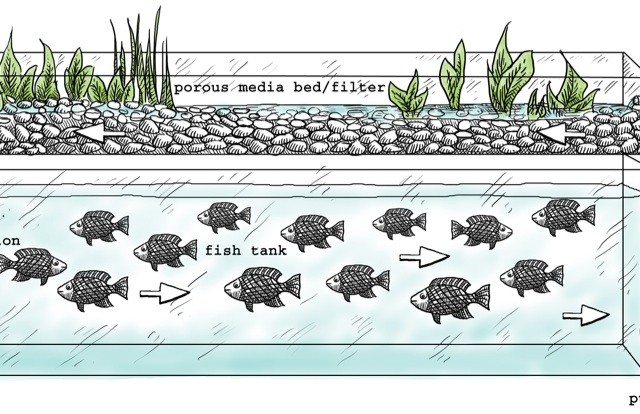 Aquaponics