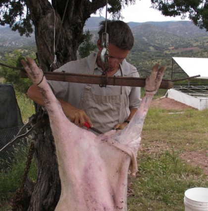 Butchering a pig