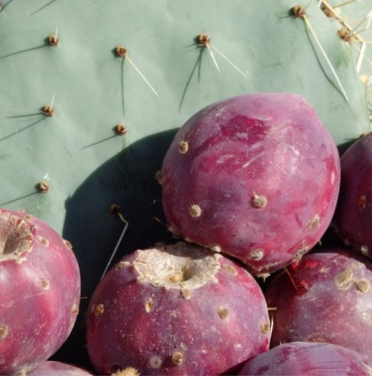 Preserving Prickly Pears